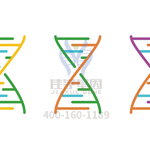 【眼科遗传病】<font color='red'>BEST</font>病基因解码、<a href=http://www.jclskj.com/tk/jiema/cexujishu/2021/31933.html>基因检测</a>